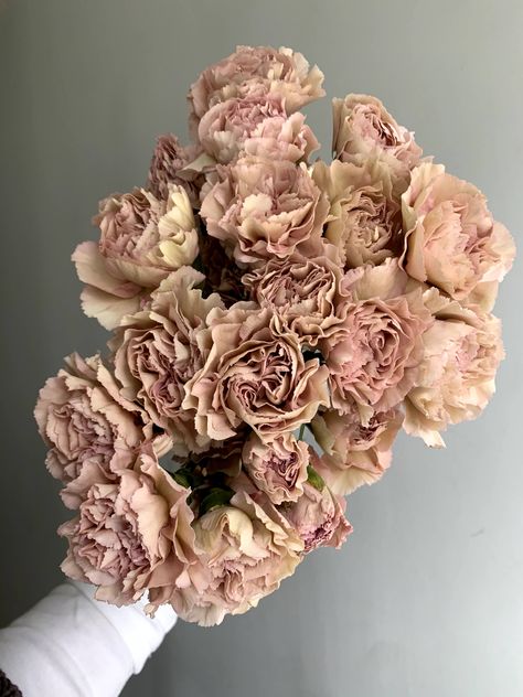 The perfect blush-peach-beige-mauve carnation. Dusty Pink Carnation, Mauve Wedding Florals, Carnations Colors, Terracotta Carnations, Beige Carnation, Carnation Flower Aesthetic, Carnation Bouquet Wedding, Blush Carnations, Carnation Aesthetic