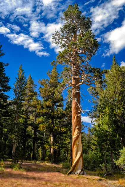 Yosemite Painting, Lodgepole Pine, Live Earth, The Seventh Seal, Painting References, Christmas Puzzle, Botanical Beauty, Environment Design, Close Up Photos