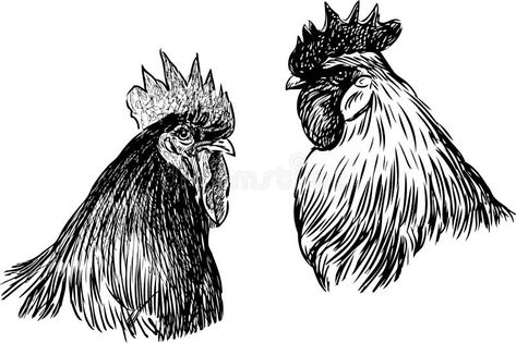 White Rooster, Freehand Drawing, Editorial Illustration, Rooster, Stock Vector, Vector Free, Vector Illustration, Paint, Black And White