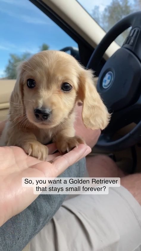 Instagram Golden Long Haired Miniature Dachshund, Long Hair Miniature Dachshund, Long Hair Dauchsands, English Cream Long Haired Dachshund, Mini Golden Retriever Dachshund, Cream Miniature Dachshund, English Cream Mini Dachshund, Dauschaund Puppies, Miniature Long Haired Dachshund