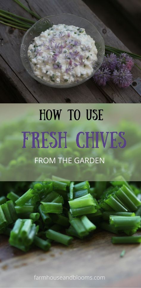 two pictures, one of  fresh chopped chives, and one of cottage cheese with chives Recipe With Chives, Recipes Using Fresh Chives, Fresh Chives Recipes, Chive Flower Vinegar, Chive Recipes Simple, Recipes With Chives, Easy Family Lunch Ideas, Chive Flowers Recipe, Chives Recipes