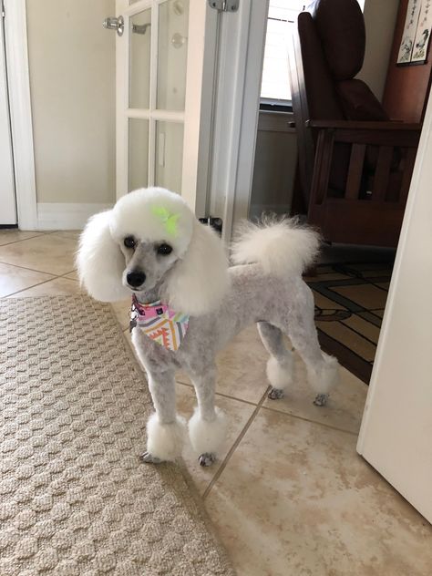 Jolie 2018 Short Toy Poodle Haircut, Toy Poodle Haircut Styles Short, Poodle Haircut Styles Short, Parti Poodle Haircut Styles, Poodle Dyed Hair, Doggie Outfits, Poodle Mohawk Dog Grooming, Poodle Haircut Styles, Toy Poodle Haircut