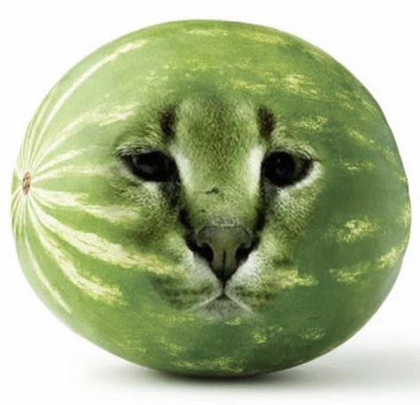 Watermelon Animals, Watermelon Cat, Cutest Animals On Earth, Silly Cats Pictures, Cute Cats Photos, Cat Boarding, Silly Animals, Silly Pictures, Silly Cats