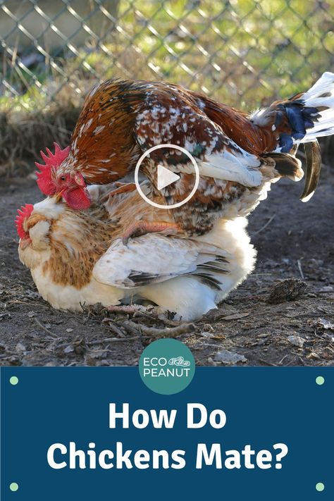 So, how do chickens and roosters mate? How often do chickens mate? …and, what on Earth is a cloacal kiss? #chickens #raisingchickens Buff Brahma Chicken, Unique Chicken Coop, Brahma Rooster, Rare Chicken Breeds, Hen Coop, Brahma Chicken, Rooster Breeds, Chickens And Roosters, Wild Edibles