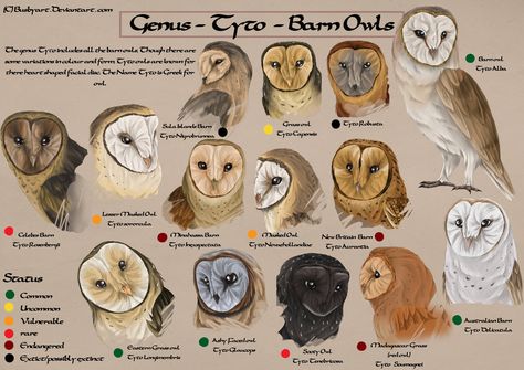 Tyto species chart by *busbyart on deviantART Species Guide, Owl Facts, Owl Species, Barn Owls, Owl Pictures, Beautiful Owl, Owl Bird, Snowy Owl, Owl Art