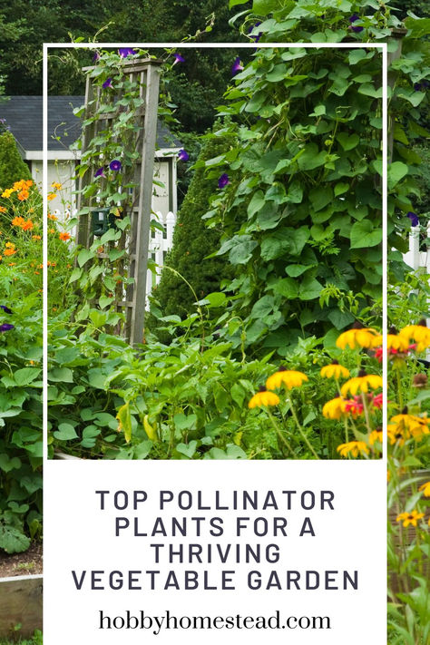 vegetable garden with pollinator plants Pollinator Garden Design Ideas, Pollinator Garden Layout, Biointensive Gardening, Gardening Aesthetic, Pollinator Plants, Vertical Gardening, Mini Farm, Pollinator Garden, Dream Backyard