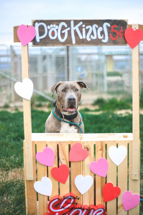 Dog Kissing Booth, Valentines Photo Booth, Dog Fundraiser, Dog Organization, Reactive Dog, Dog Kisses, Pet Photos, Dog Wash, Kissing Booth