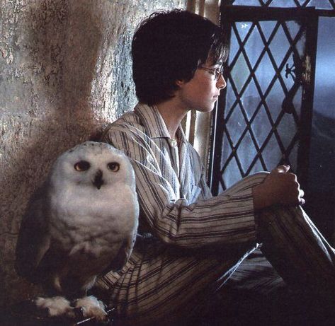 Harry Potter's Hedwig Sorcerers Stone Aesthetic, Harry Potter Movie Aesthetic, Harry Potter Book Aesthetic, Owl Aesthetic, Harry Potter Hedwig, Images Harry Potter, Francisco Lachowski, Magical Creature, Potter Facts