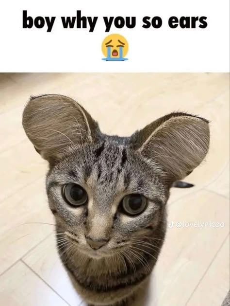 why you so ears Cat With No Ears, Goofy Cats, Silly Kitty, Funny Looking Cats, Cat Emoji, Silly Cats Pictures, Silly Images, Silly Animals, Funny Cat Pictures