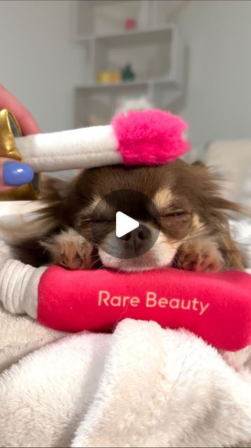 Lou the Chichi on Instagram: "Legend says she’s been using the contents of this exciting package as a pillow ever since… 🤭💤

PS: These adorable dog toys are officially available on @rarebeauty’s website! ✨ As well as my two favorite human beauty products (mascara & blush) 🫶" Rare Beauty Dog Toys, Rare Beauty Selena Gomez, Blush Pillows, Leaping Bunny, Rare Beauty, Chihuahua Dogs, Big Heart, Dog Toys, Being Used