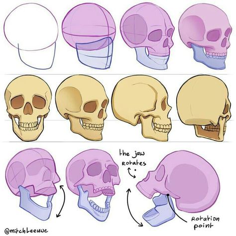 Skull Reference Anatomy, Cartoon Heads, Studying Drawing, Mitch Leeuwe, Twitter Drawing, Skull Anatomy, Head Anatomy, Skull Reference, Skeleton Drawings