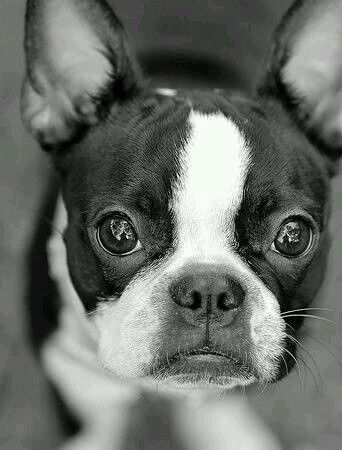 Beautiful Boston Boston Bull Terrier, Boston Terrier Lover, Boston Terrier Love, Terrier Breeds, Boston Terrier Puppy, Terrier Puppies, Boston Terrier Dog, Sweet Dogs, White Photo