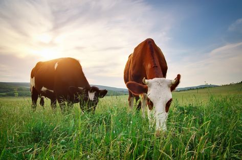 Plants Poisonous To Cattle: Learn About Plants Cows Shouldn’t Eat Cow Food, Cow Feed, Grass Fed Meat, Animal Worksheets, Plant Problems, Poisonous Plants, Pig Farming, Chestnut Horse, Grass Fed Butter