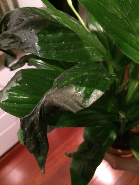 Why are the leaves of my Peace Lily wilted and black? - Gardening & Landscaping Stack Exchange Plants With Black Leaves, Lilly Plants, Peace Plant, Peace Lillies, Garden Goddess, Flowering House Plants, Gardening Landscaping, My Peace, Day Lilies