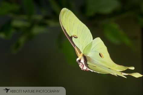 Moth Fly, Luna Moths, Moth Species, Insect Species, Cool Insects, Handmade Natural Soaps, Moth Art, Cool Bugs, Butterflies Flying