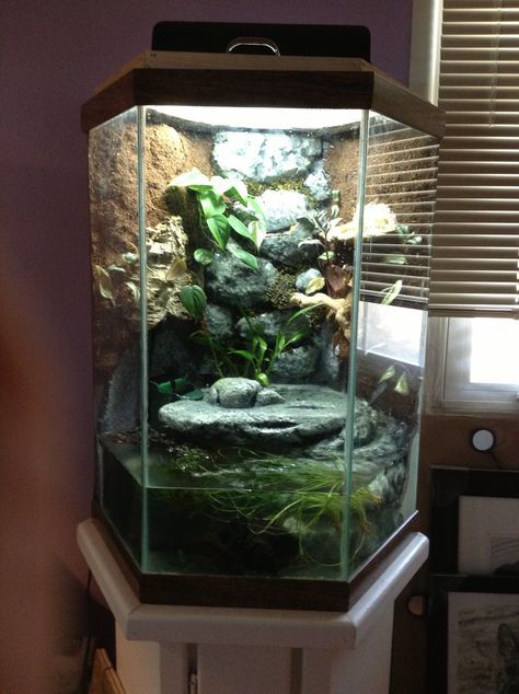 My custom made frog tank. Pet Frog Enclosure, Pixie Frog Enclosure, Diy Frog Enclosure, Frog Tank Aesthetic, Scorpion Tank Setup, Frog Pet Tank, Hexagon Fish Tank Ideas, Dart Frog Enclosure, Dumpy Frog Terrarium