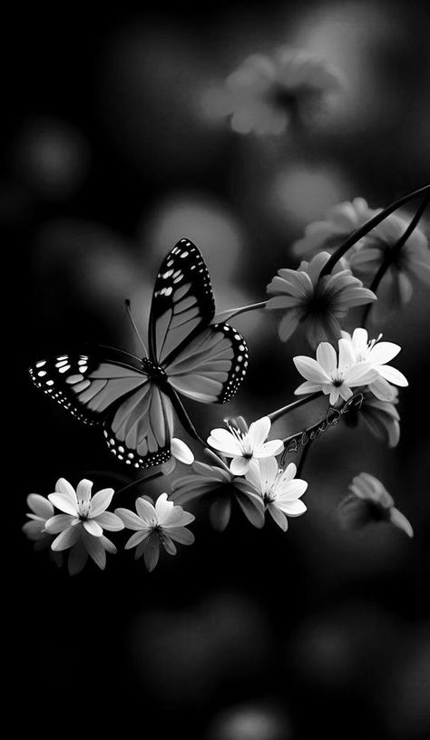 Butterflies, Black And White, Flowers, White, Black