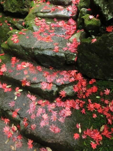 Japanese Maple Aesthetic, Maple Aesthetic, Japanese Images, Japanese Garden Style, Japanese Maple Leaves, Leaves On The Ground, Cobblestone Path, Woodland Gardens, Japanese Maples