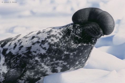 Hooded Seal, Seal Videos, Banff Springs Hotel, Sea Mammal, Cute Seals, Seal Pup, Kingdom Animalia, St Lawrence, Paper Animals