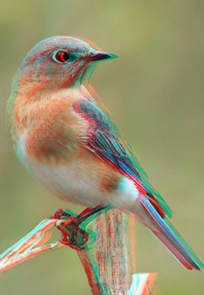 3D anaglyph robin 3d Images For 3d Glasses, Anaglyph 3d, Magic Eye Pictures, 3d Anaglyph, 3d Photos, 3d Photography, Stereoscopic 3d, Phonics Practice, Art Village