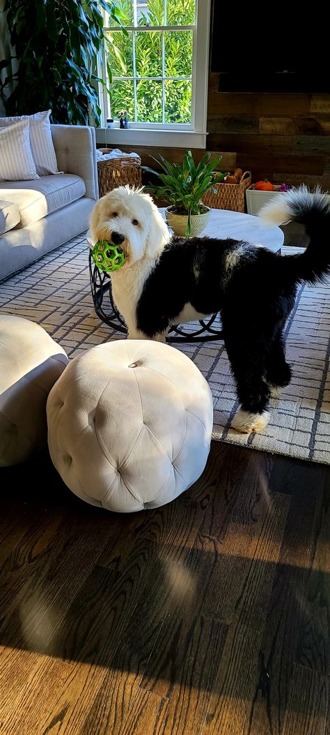 Cute Sheepadoodle, Sheepadoodle Grooming Styles, Mini Sheepadoodle, Sheepadoodle Puppy, Really Cute Puppies, Puppies And Kitties, Cute Dog Pictures, Old English Sheepdog, Pretty Dogs