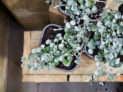 Silver Falls Plant Indoor, Dichondra Silver Falls Hanging Baskets, Cascading Indoor Plants, Silver Dichondra, Silver Falls Plant, Creeping Rosemary, Dichondra Silver Falls, Silver Plants, Silver Falls Dichondra