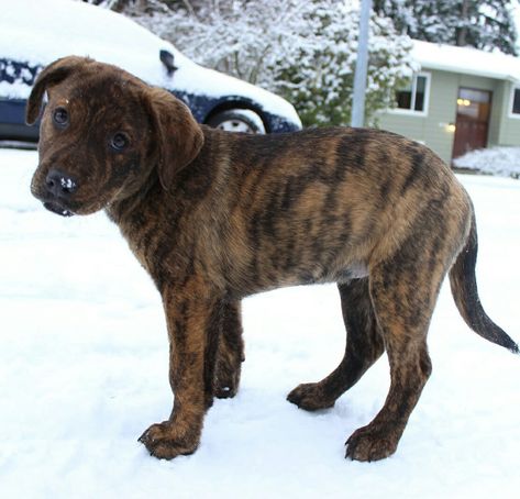 Plot Hound Dog, Plott Hound Puppy, Hound Dog Breeds, Orphan Annie, Plott Hound, All Breeds Of Dogs, Lab Puppy, Best Puppies, Hound Dog