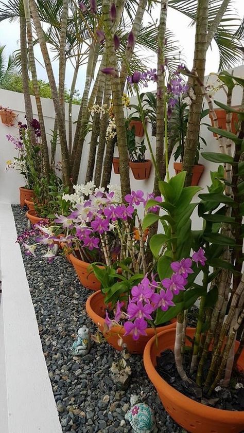 Orchid Garden Ideas Backyards, Garden Ideas Philippines, Orchid Walls, Zen Garden Backyard, Small Tropical Gardens, Orchid House, Orchid Planters, Orchid Garden, Growing Orchids