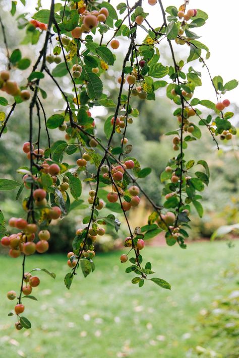 Plant guide: crab apple trees — Victoria Wade Oklahoma Wildflowers, Fall Foraging, Crab Apple Tree, Crab Apples, Raspberry Plants, Autumn Leaf Color, Crabapple Tree, Apple Trees, Fall Fruits