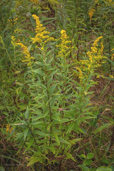 Solidago altissima Tall Goldenrod  - All over the place.  Property line (which I should probably move), honeysuckle garden, front winterberry garden, etc.  Couldn't decide; everyone agrees it is so similar to Solidago canadensis that some file it as a subset of S. canadensis.  I pinned this because it had the best differential between the two (better than IW!).  The three-veined aspect of the leaf mentioned here is what I based my final decision on. Biodiversity Project, Kingdom Plantae, Living Things, Wild Plants, The Leaf, Second Best, Pansies, Maryland, Plants