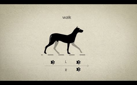 Animal Gaits for Animators Animal Movement, Dog Animation, Animation Sketches, Animated Animals, Drawing Studies, Animation Tutorial, Animation Reference, 2d Animation, Dog Drawing