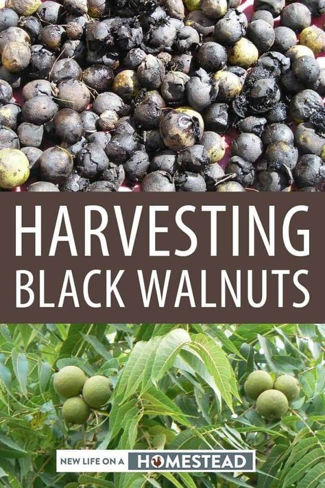 Black walnuts are a nutritional powerhouse. Here's how to recognize, harvest and process them. #foraging Black Walnut Processing, Black Walnuts Harvesting, Black Walnut Harvesting, Food Forest Garden, Nut Trees, Black Walnut Tree, Wild Food Foraging, Pecan Tree, Woodland Trees