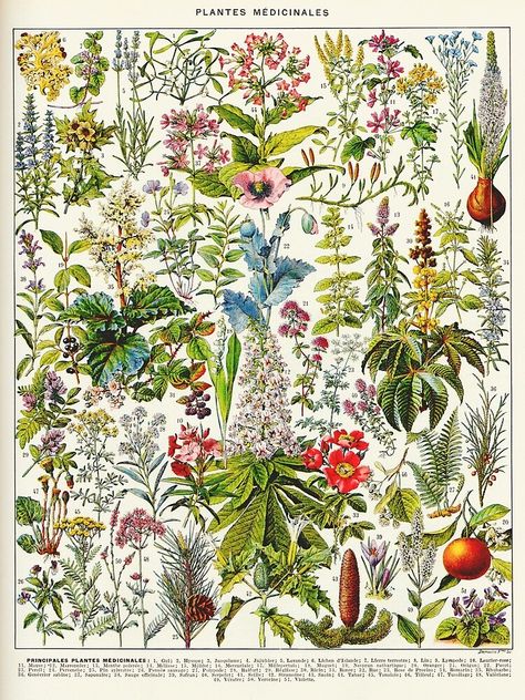 Illustration Botanique Vintage, French Illustration, Flower Chart, Beautiful Summer Wallpaper, Antique Botanical Print, Vintage Flower Prints, Illustration Botanique, Botanical Illustration Vintage, Vintage Botanical Prints