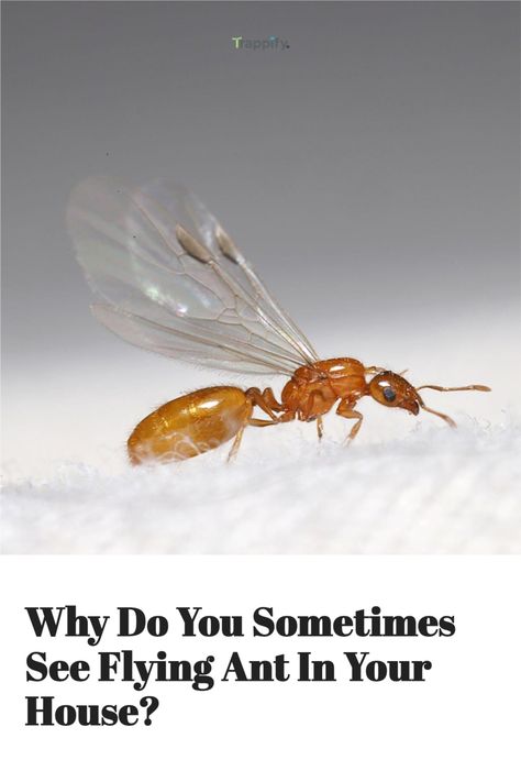 Do you have ants with wings in your house? These ants with wings in the house are signs that an infestation is happening, and it needs to be dealt with. In this guide, we will discuss how to get rid of ants with wings in your house quickly and effectively. Let’s get started! Flying Ants How To Get Rid Of, Borax For Ants, Ants With Wings, Flying Ants, Ant Species, Queen Ant, Ant Problem, Ants In House, Ant Infestation