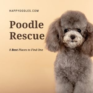 Teacup Poodles For Sale Near Me, Miniature Poodle Haircut Styles, Toy Poodle Haircut Teddy Bears, Toy Poodle Puppy Cut, Chocolate Toy Poodle, Poodle Puppy Cut, Toy Poodle Haircut, Teacup Poodles For Sale, Toy Poodles For Sale