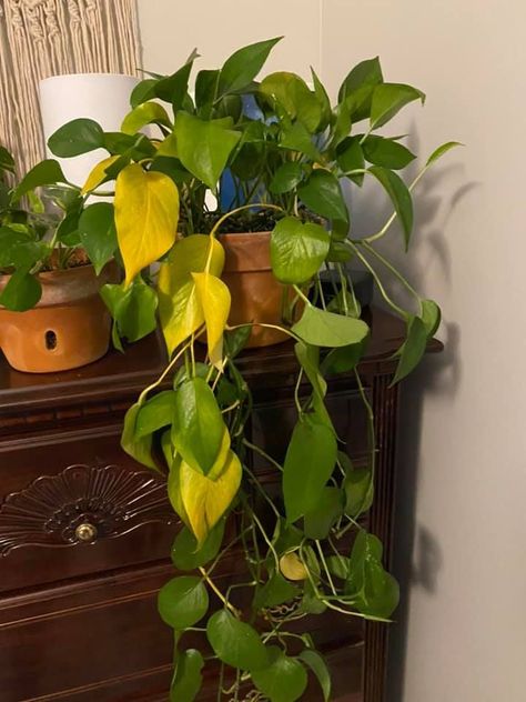 Green pothos plant drooping with yellow leaves Why Is My Pothos Turning Yellow, How To Get Pothos To Vine, Peace Plant Care, Yellow Leaves On Pothos, Pothos Arrangement Ideas, Pothos Turning Yellow, Pothos Plant Care Tips, Leggy Pothos Plant, Pothos Yellow Leaves