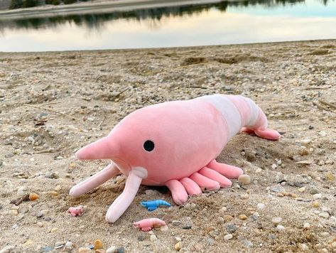 Alana 𓆏 on Instagram: "SHRIMP PLUSHIE IS HERE! 🦐🦐 So many of you guessed correctly; The second plushie you arrive to my shop is a scrimp!! It’s 12 inches long, and made out of a super soft material and squishy filling!! 🥰🥰 I’ve actually had this plushie with me for like two months, I was just waiting for the right time to release it. That time is now!! It will be available for preorder on my website this Friday at 5pm ET! Preorders will be unlimited until February 3rd (3 weeks), and then qu Shrimp Plushie, Shrimp Plush, Waiting For The Right Time, February 3rd, Time Is Now, Crustaceans, Marine Animals, Soft Dolls, Right Time