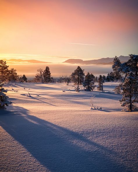 Snowday Activities, Snowy Field, Snow Covered Trees, Winter Destinations, Portrait Photos, Winter Magic, Snowy Mountains, Winter Aesthetic, Winter Landscape