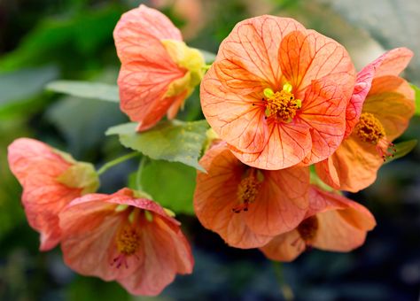 Trimming abutilon is essential to their continued health and beauty. You’ll need to learn how to prune an abutilon if you are growing one of these plants. Click this article for information on trimming abutilon as well as abutilon pruning tips. Flowering Maple, Hibiscus Shrub, Rosa China, Beauty Bush, Climbing Flowers, Growing Vines, Jasmine Plant, Trellis Plants, Growing Plants Indoors