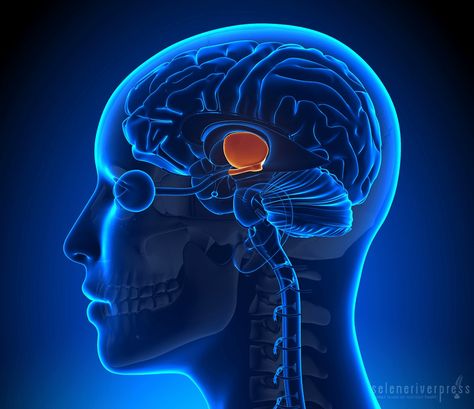 The nervous system controls the body with its ability to acknowledge both our internal and external environment. In turn, the body responds physiologically to its environment in the present and also reacts to it from past memories. Success is an inside job. So is failure. Read more at srp.today. Frontal Lobe Function, Sistem Saraf, Deep Brain Stimulation, Cerebral Cortex, Frontal Lobe, Neck Injury, Brain Anatomy, Genetic Disorders, Thich Nhat Hanh