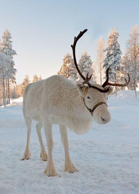 White reindeer.   The reindeer, also known as the caribou in North America, is a species of deer native to Arctic and Subarctic regions. Reindeer vary considerably in color and size. Both sexes grow antlers, though they are typically larger in males. However, there are a few populations in which females lack antlers completely. White Reindeer, Albino Animals, Baby Reindeer, Mule Deer, Manx, An Animal, Winter Scenes, Animals Friends, Beautiful Creatures