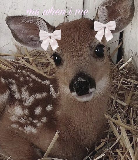 edited by me Cute Deer Aesthetic, Cute Deer Pictures, Baby Deer Aesthetic, Deer Pretty Face, Deer Pfp, Deer Beauty, Bambi Aesthetic, Deer Pretty, Deer Aesthetic