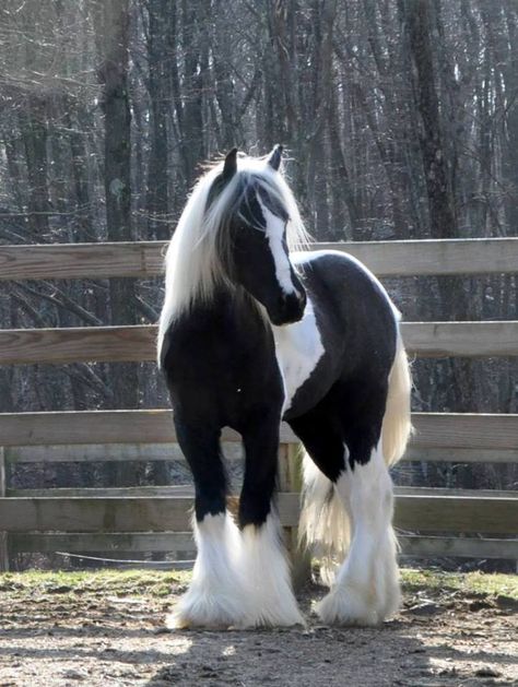 (91) Westmoreland Farm GypsyHorses A Black, Horses, Black And White, White, Black