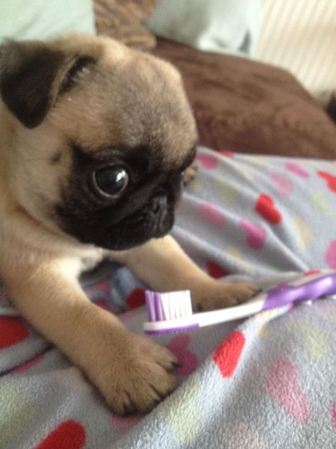 Cute Pug Puppies, Bulldog Francese, Pugs And Kisses, Baby Pugs, Pug Puppies, Pugs Funny, Silly Dogs, Cute Pugs, Silly Animals