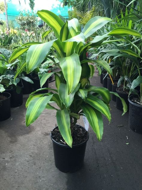 Chinese Happy Plant, Dracaena fragrans ‘Massangeana’ Happy Plant Dracaena, Dracaena Fragrans, Corn Plant Care, Chinese Money Tree, Chinese Plants, Tropical Flower Plants, Dracaena Plant, Shade Tolerant Plants, Corn Plant