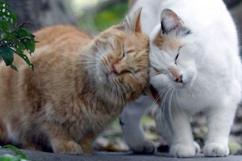 Head Butting - Why Do They Do That? - http://www.kittenswhiskers.com/head-butting-why-do-they-do-that/ Kitty Kisses, 4 Cats, Mean Cat, Cat Jokes, Two Cats, Cat Boarding, Cat Behavior, Funny Cat Pictures, Cute Kittens