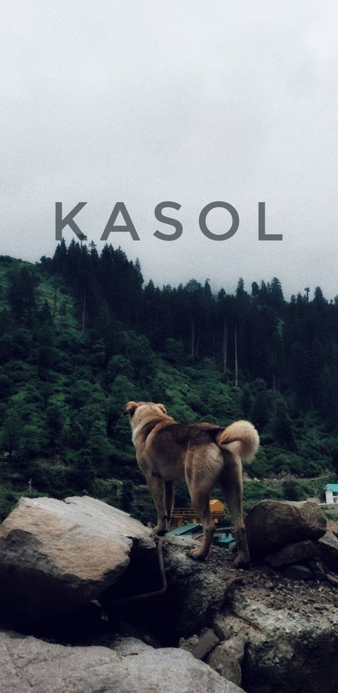 On my way to Waichein Valley. #kasol #travel #photography #travelphotography #himachal #kasol #parvetivalley #mountains #jungle #travelgram Kasol Trip Aesthetic, Kasol Himachal Pradesh Photography, Kasol Photography, Himachal Aesthetic, Kasol Trip, Kasol Himachal Pradesh, Travel Infographic, Free Photo Filters, Bathroom Gadgets