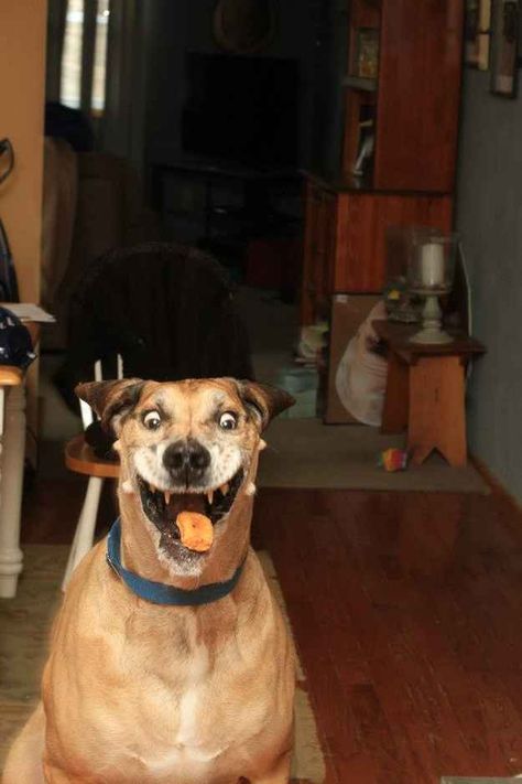 "OHMYGOD the nugget is coming right at me." | 22 Dogs Who Completely Forgot How To Function Chicken Nugget, Perfectly Timed Photos, 웃긴 사진, Sweet Dogs, Perfect Timing, Baby Dogs, On The Floor, Funny Animal, Tgif