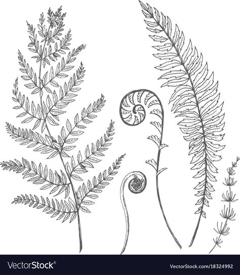 Forest Plants Illustration, Forest Plants Tattoo, Fern Sketch Simple, Unfurling Fern Tattoo, Forest Plants Drawing, Plant Tatoos, Fern Sketch, Unfurling Fern, Fern Drawing