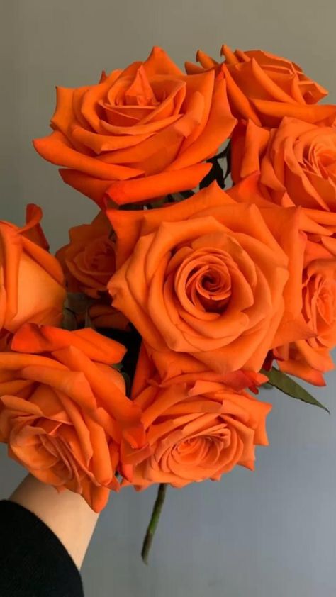 Orange flowers, wallpaper, orange roses, orange daisies, pretty flowers, elegant flowers. Orange Rose Aesthetic, Orange Roses Aesthetic, Orange Vibes Aesthetic, Orange Color Aesthetic, Orange And White Aesthetic, Orange Flowers Aesthetic, Aesthetic Orange Wallpaper, Orange Aesthetics, Orange Photos